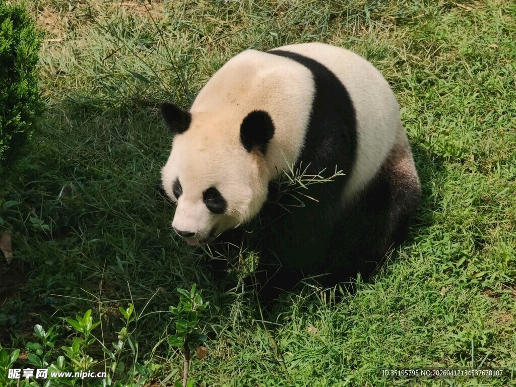 草地上的可爱大熊猫