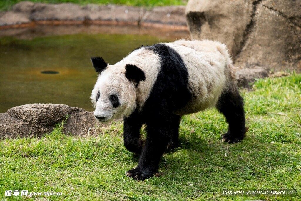 草地上行走的大熊猫