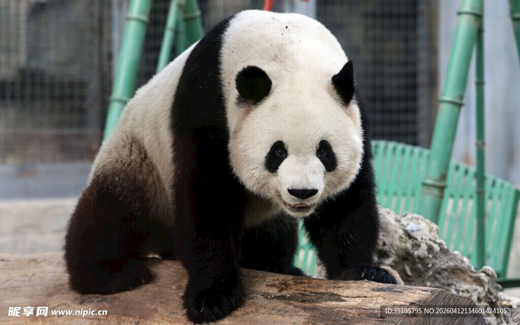 憨态可掬的大熊猫