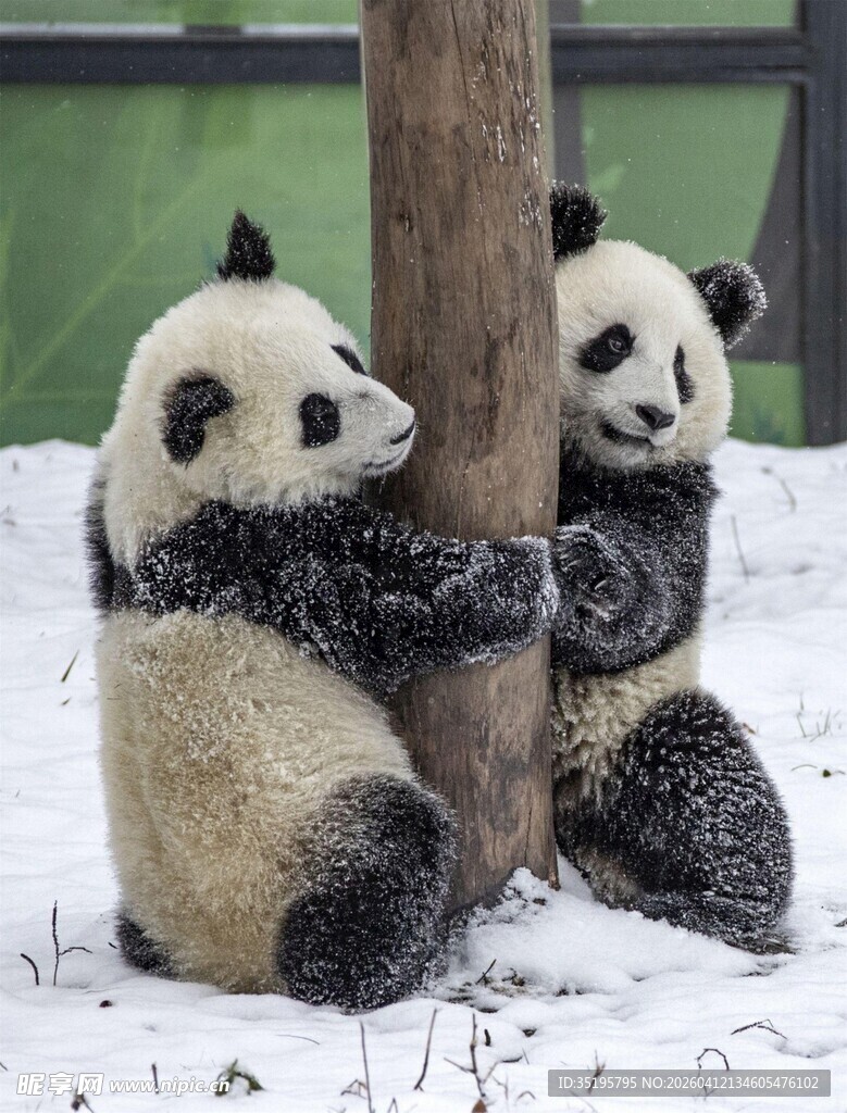 雪地中抱树的可爱大熊猫