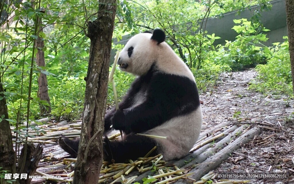 林间熊猫坐于竹旁休憩