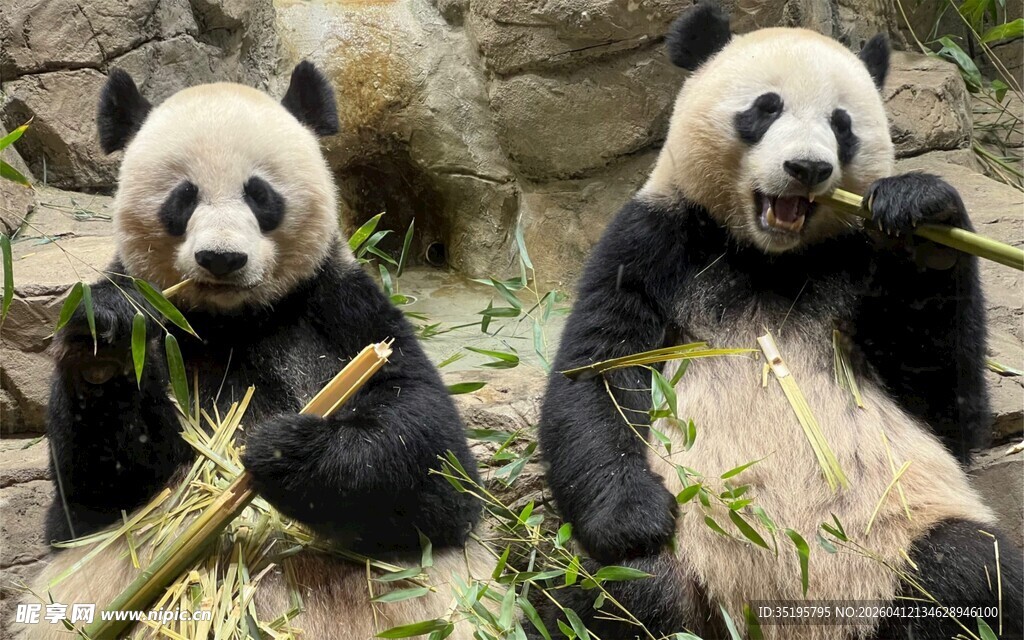 两只熊猫惬意吃竹子