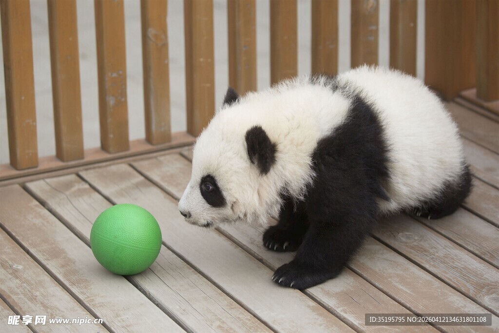 熊猫幼崽玩绿色小球
