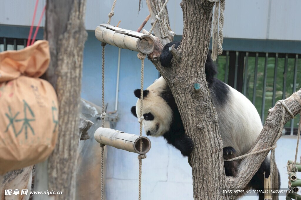 熊猫在树上玩耍