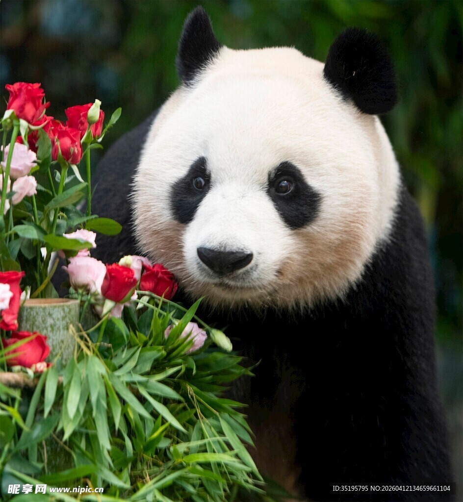 熊猫嗅闻鲜艳花朵