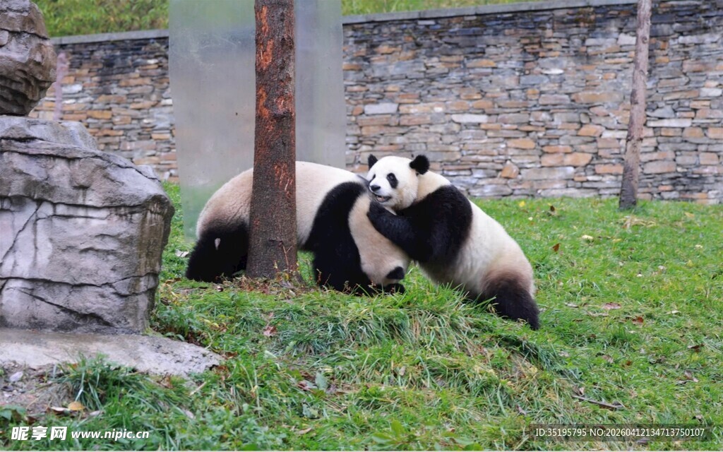 两只熊猫在草地休憩