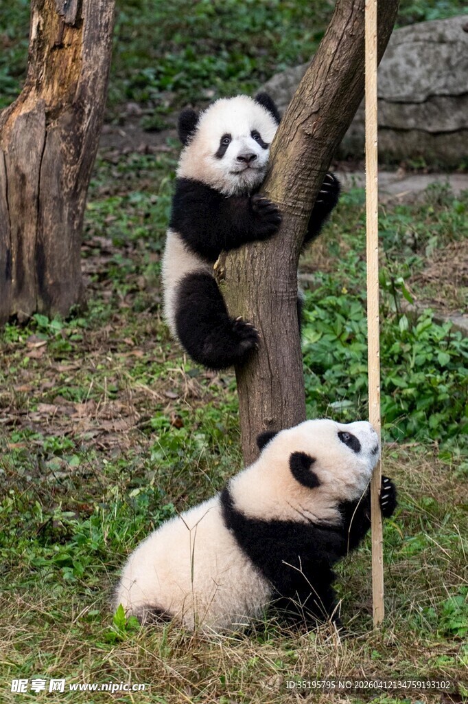 两只熊猫在林间玩耍