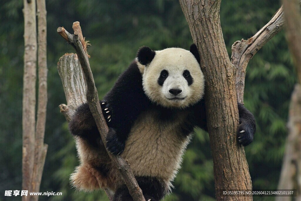 熊猫攀树憨态可掬