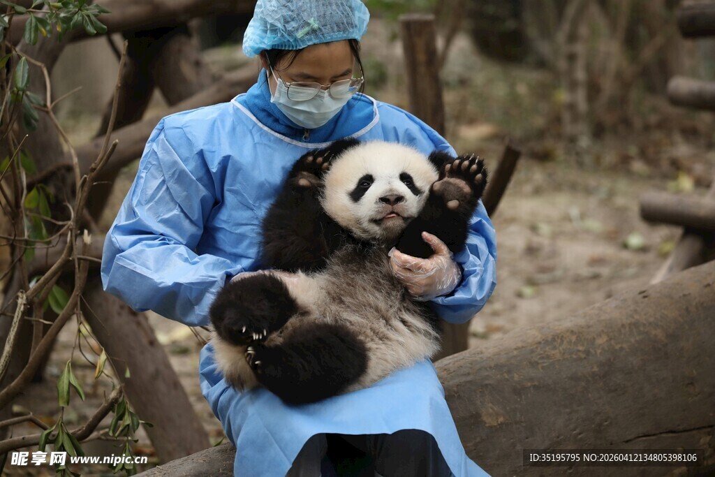 医护人员怀抱可爱大熊猫