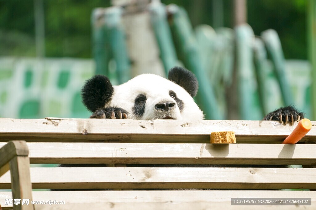 熊猫探头好奇张望