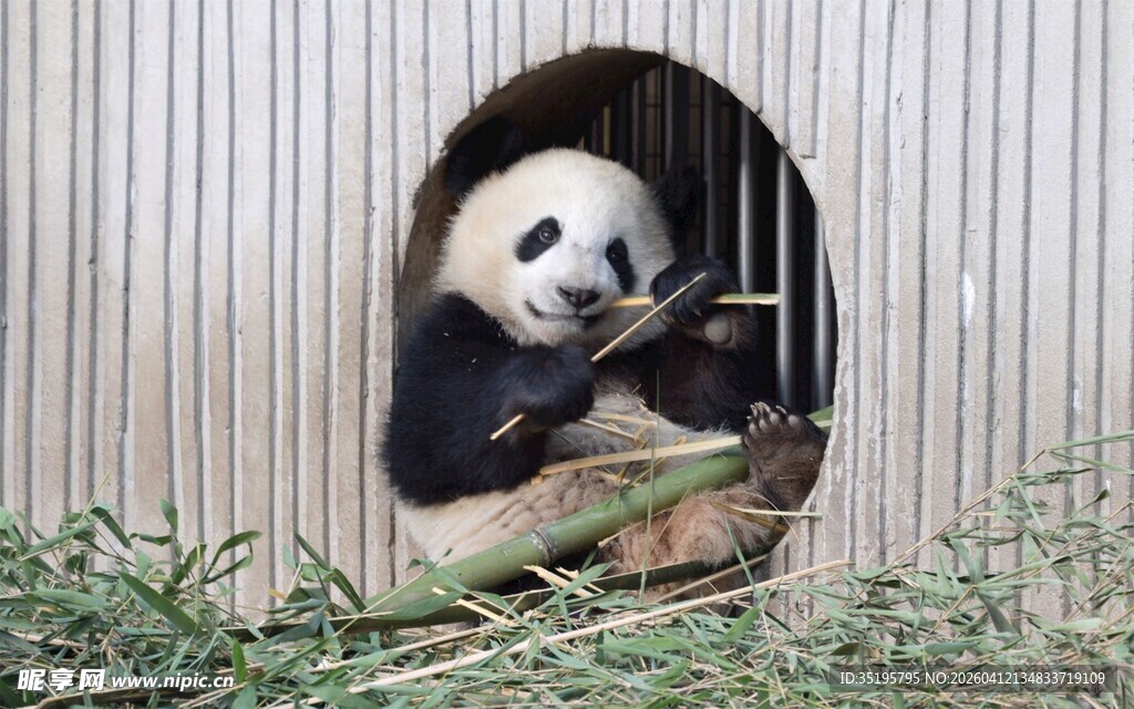 熊猫探头圆洞憨态可掬