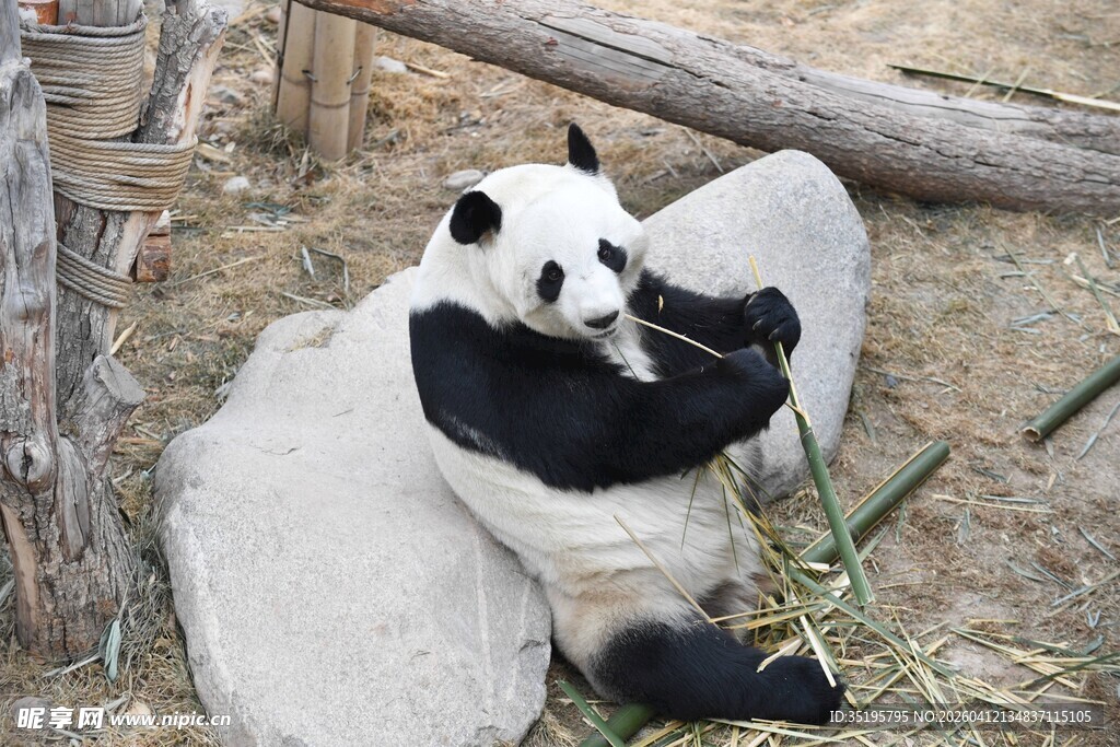 熊猫惬意进食竹子