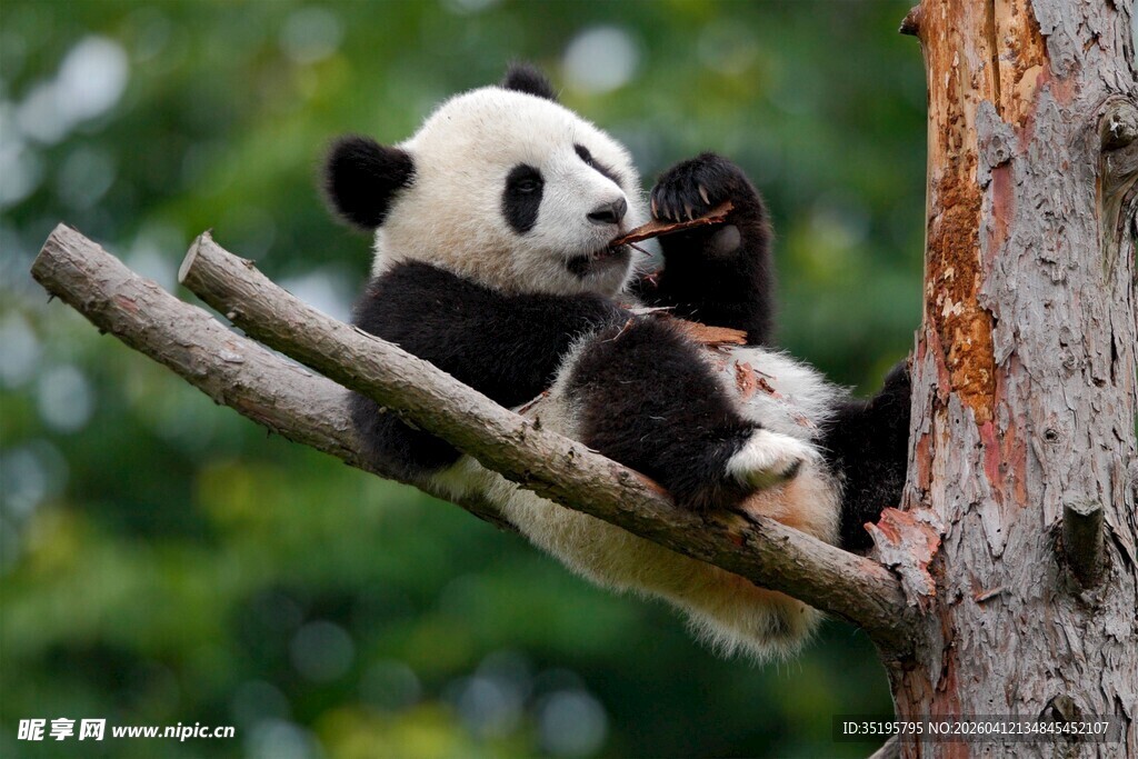 熊猫惬意躺树枝