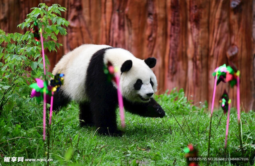 草地上玩耍的可爱大熊猫