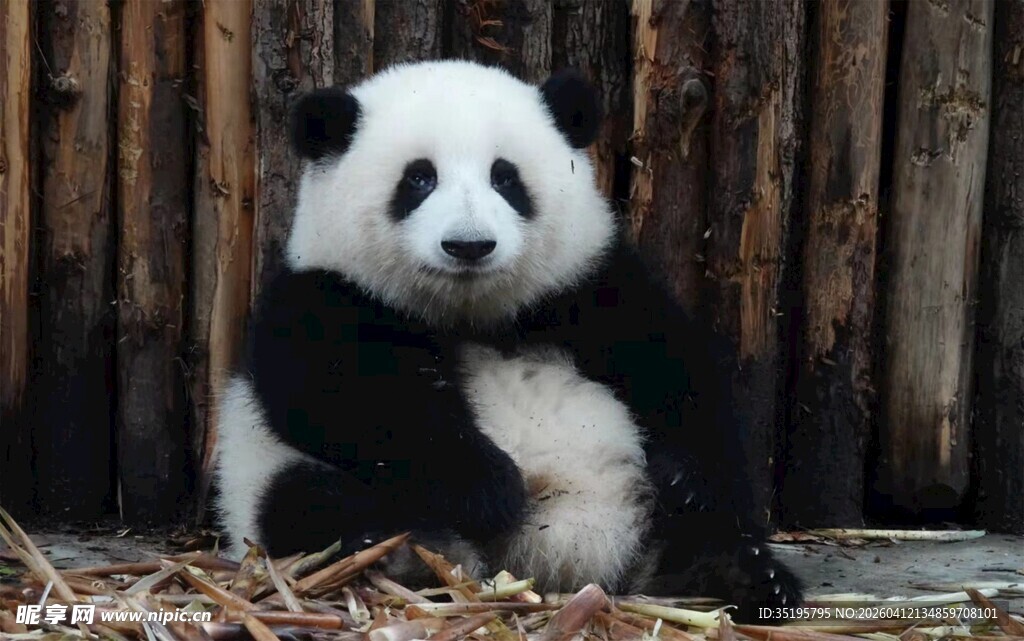 可爱熊猫坐于木栏前