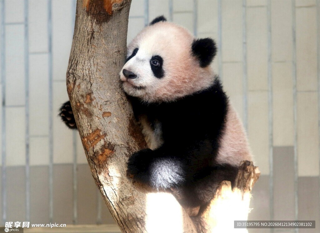 熊猫倚树憨态可掬