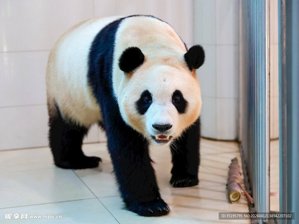 可爱大熊猫室内行走