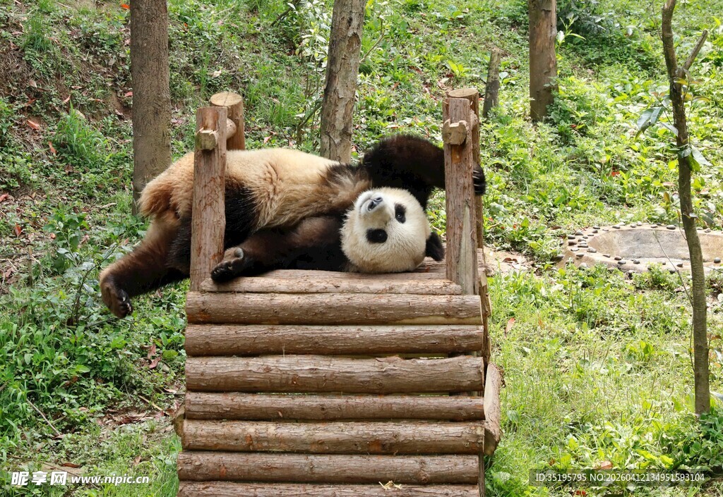 熊猫慵懒躺于木台