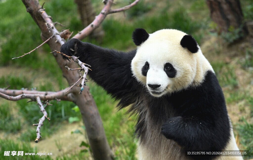 熊猫抓树枝憨态可掬