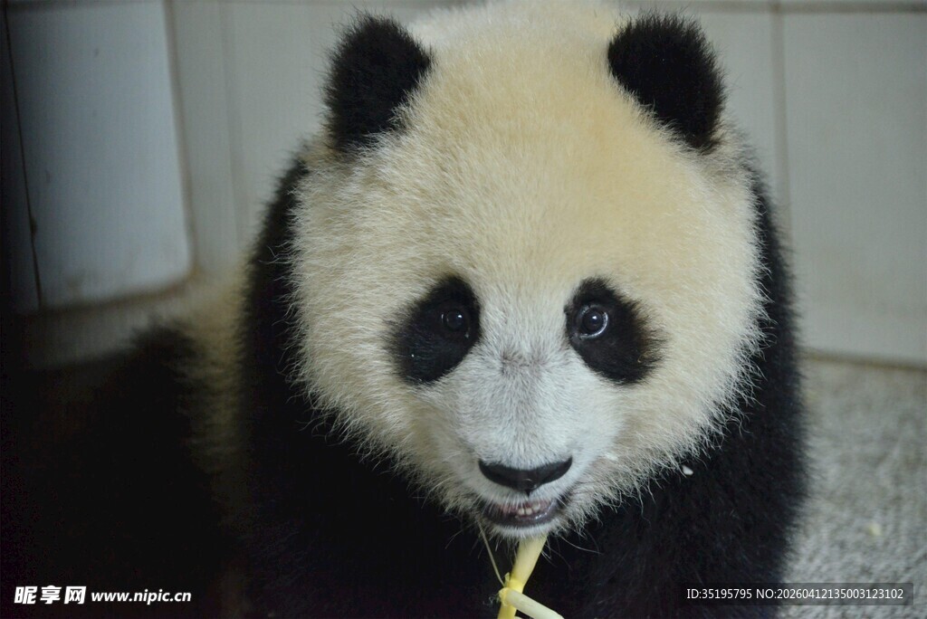 可爱熊猫啃食竹子瞬间