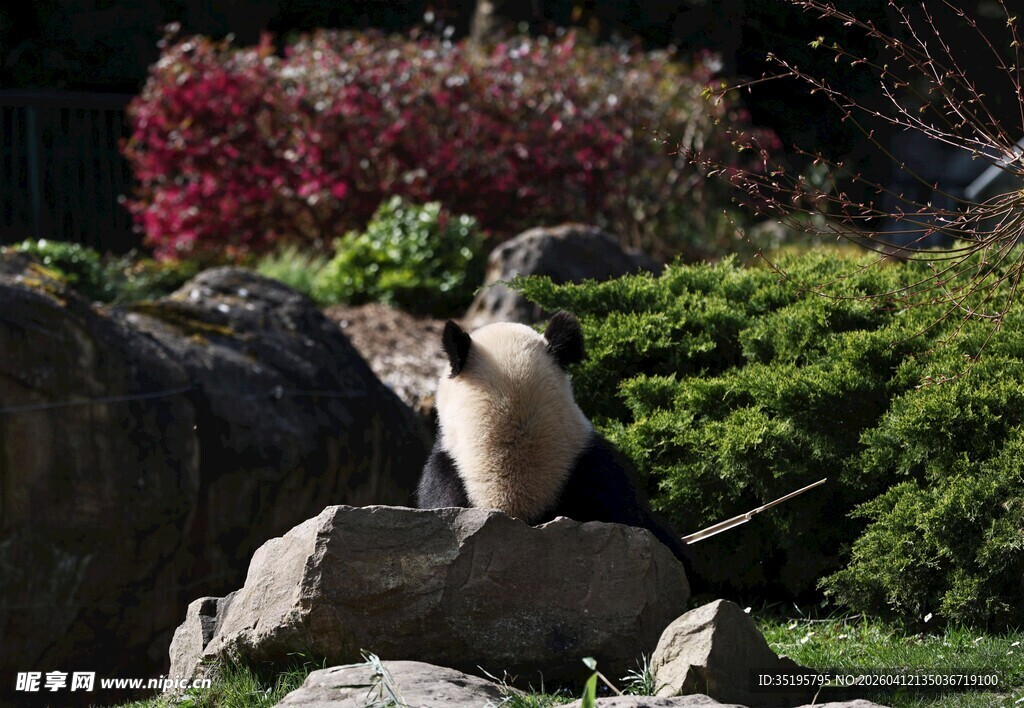 岩石上的熊猫赏景