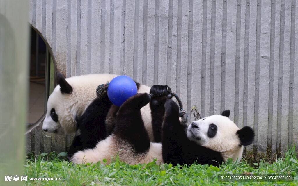 两只熊猫嬉戏玩耍
