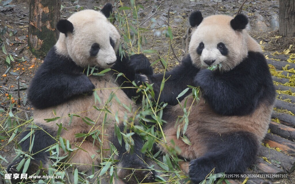 两只熊猫惬意享用竹子