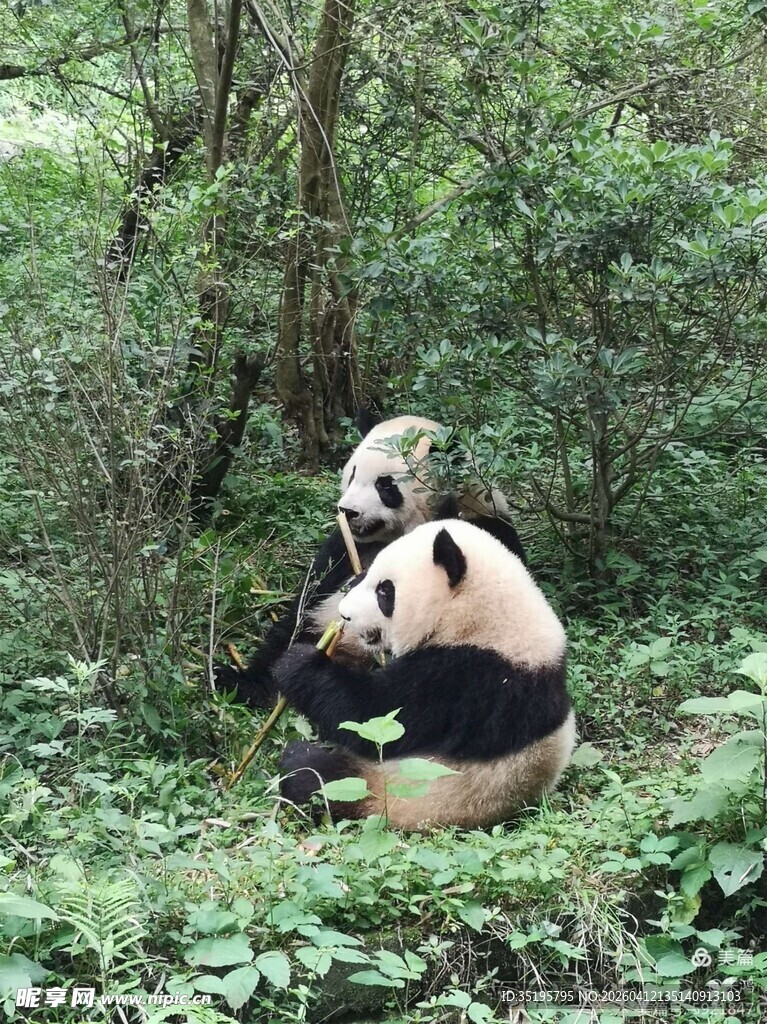 林间双熊猫惬意休憩
