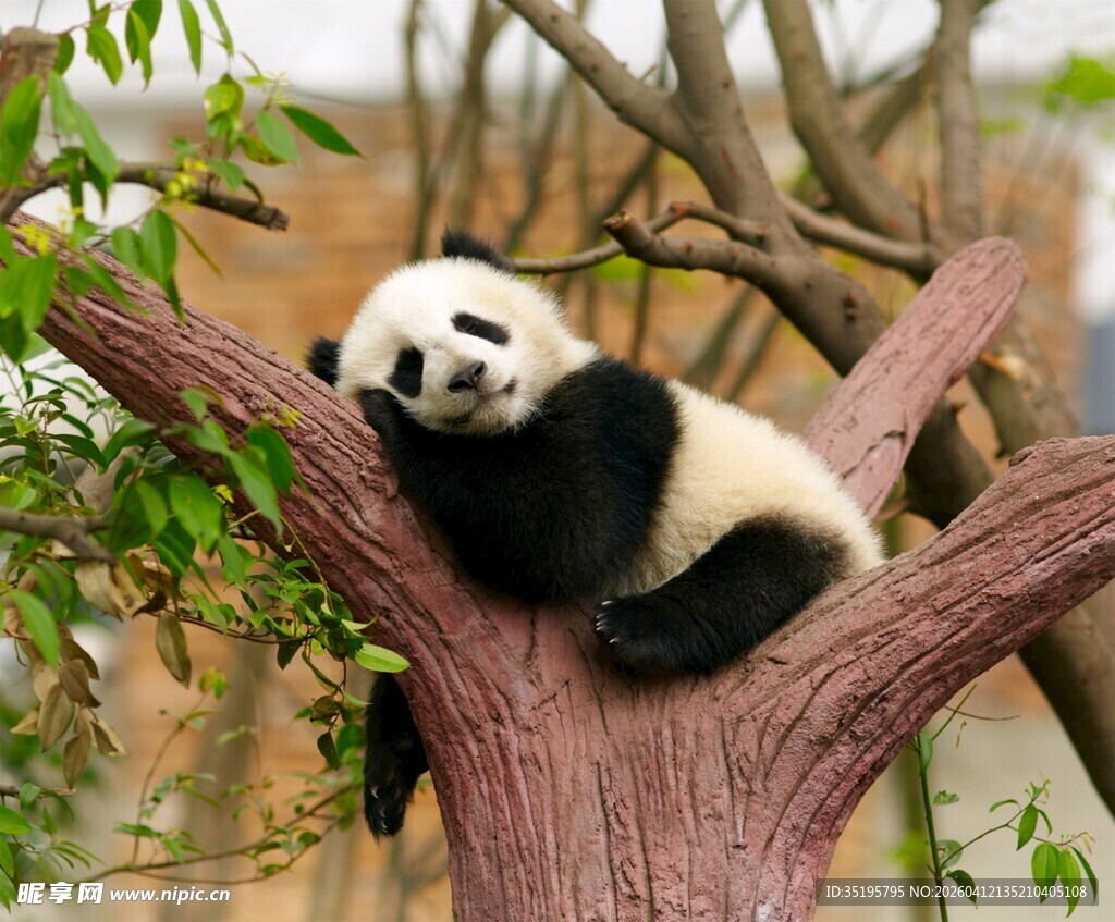 树上酣睡的可爱大熊猫