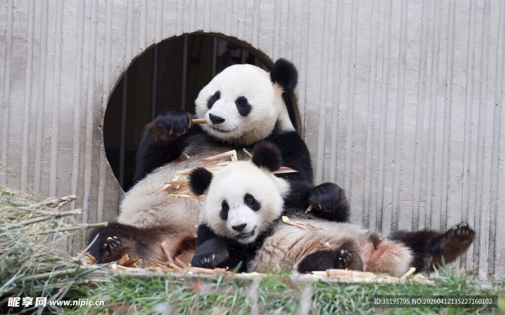 三只熊猫惬意地躺在一起