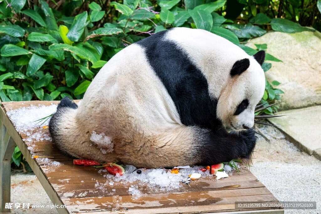 熊猫专注吃美食