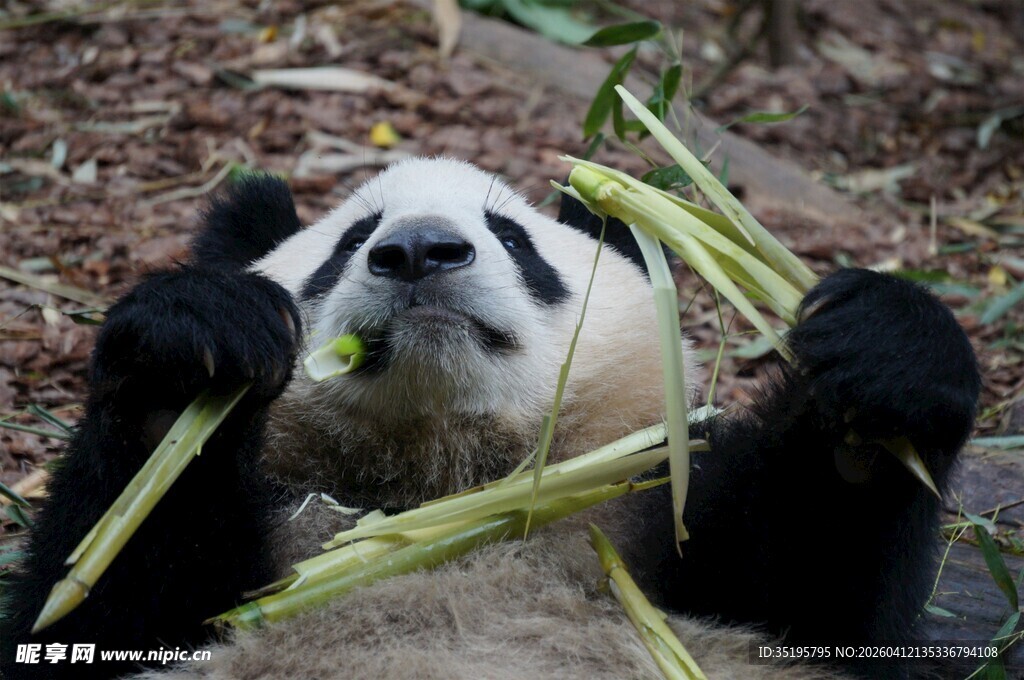 熊猫惬意享用竹子