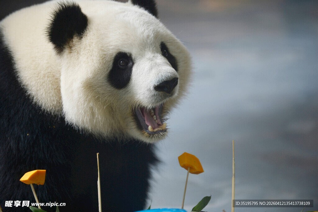 张嘴熊猫与鲜艳花朵