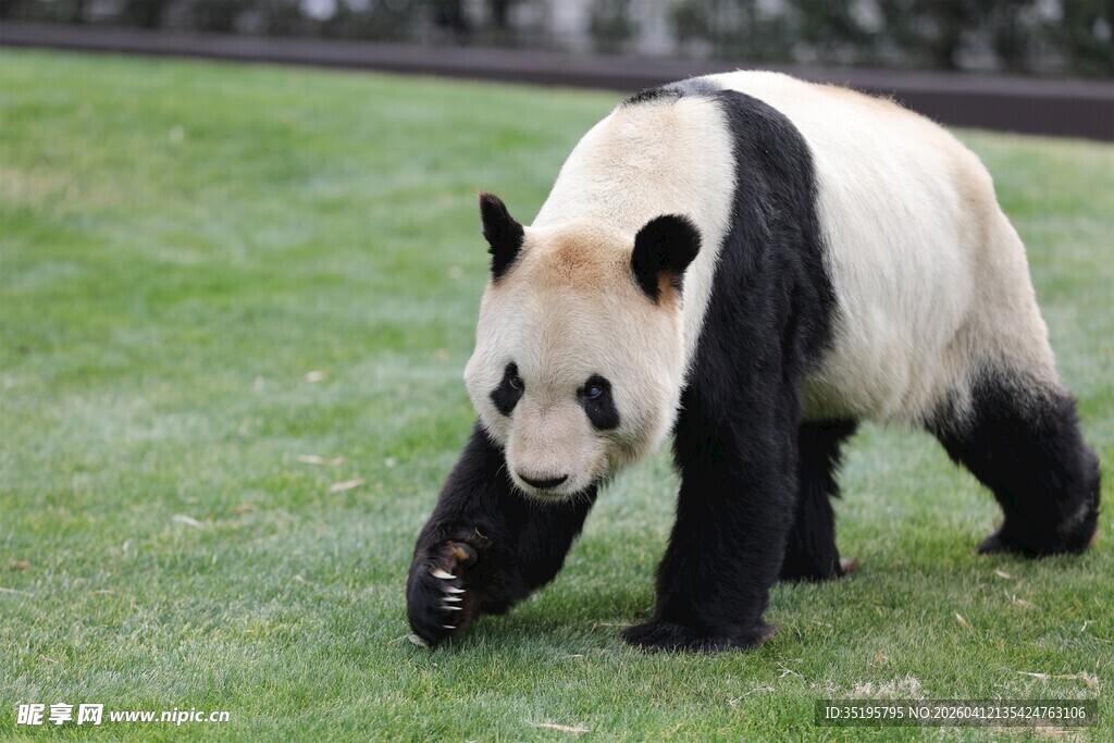 草地上行走的大熊猫