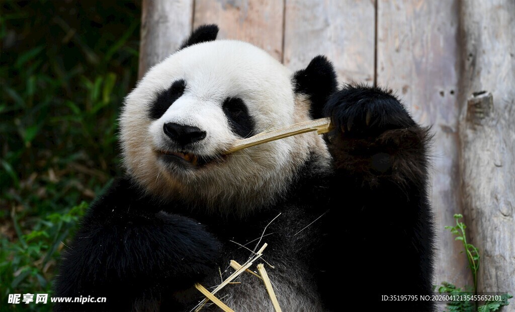 熊猫惬意啃食竹子