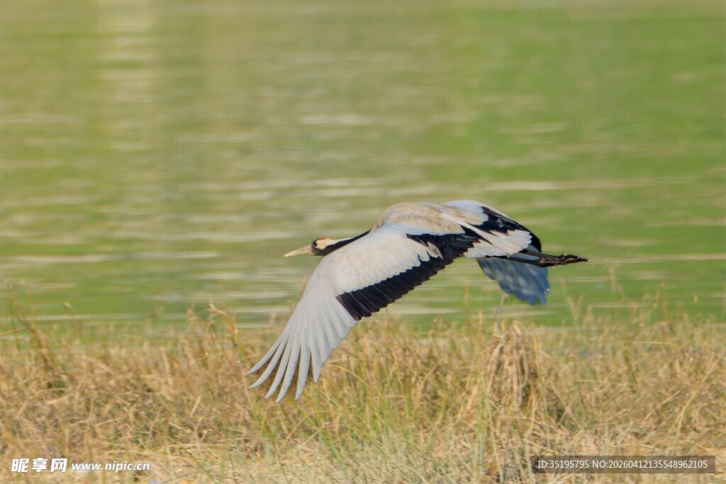 灰背椋鸟于水边展翅飞翔