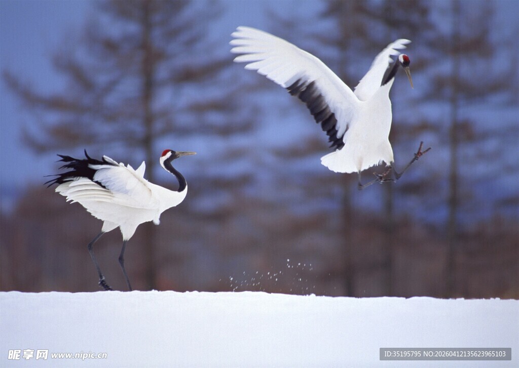 雪地中双鹤展翅高飞