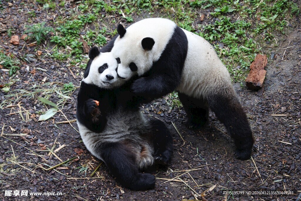 两只熊猫嬉戏玩耍