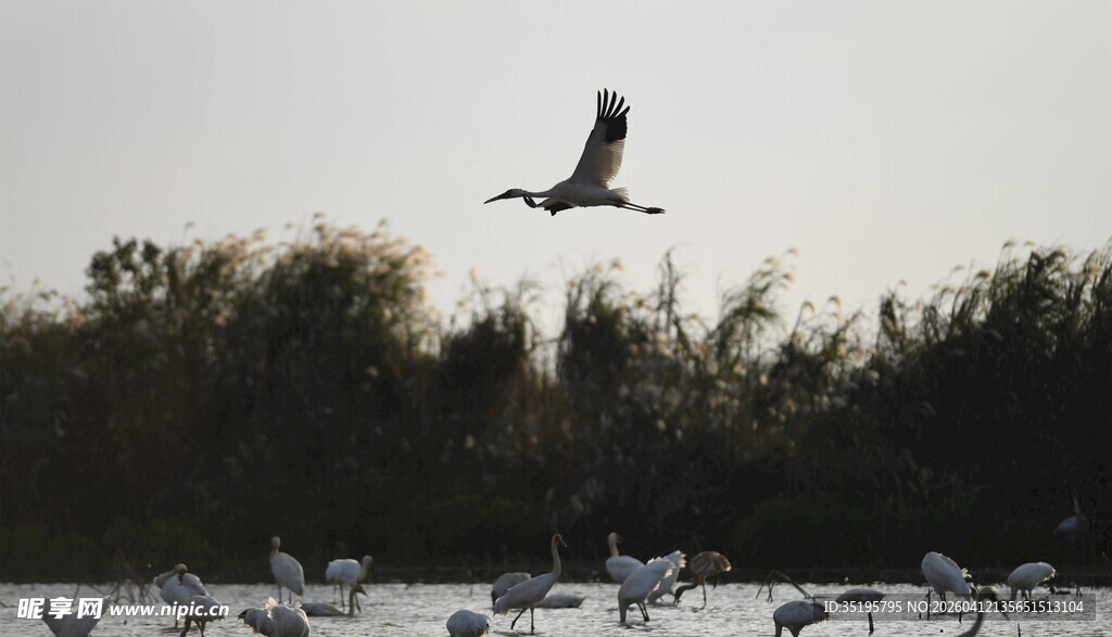 飞鸟翔于湿地群鸟之上