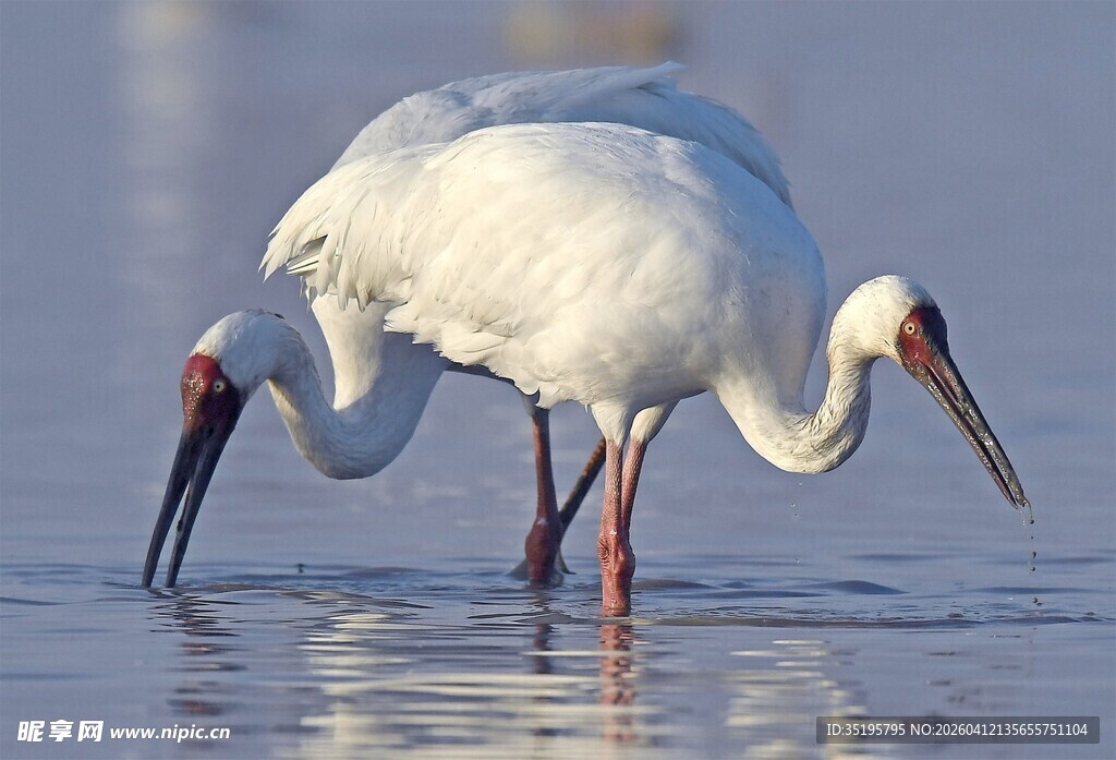 白琵鹭于浅滩优雅觅食
