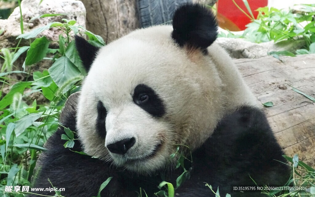 憨态可掬的大熊猫