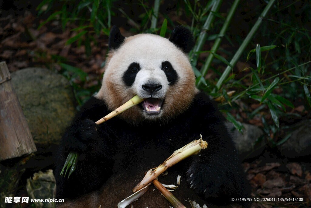 熊猫惬意啃食鲜嫩竹子