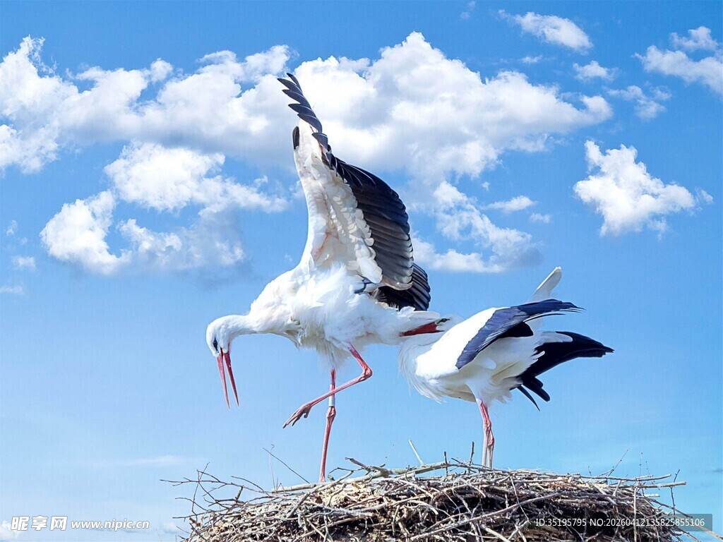 白鹳在巢边展翅的温馨画面
