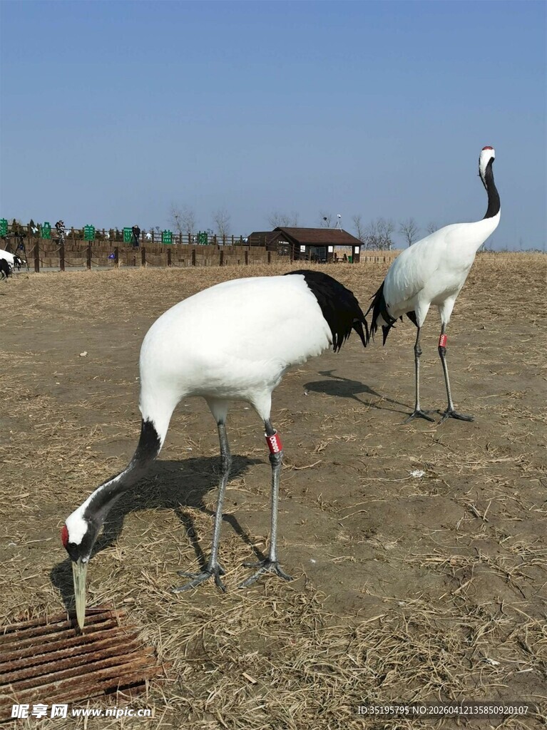 丹顶鹤在草地觅食
