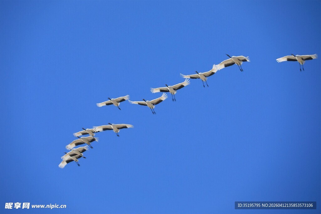大雁蓝天翱翔