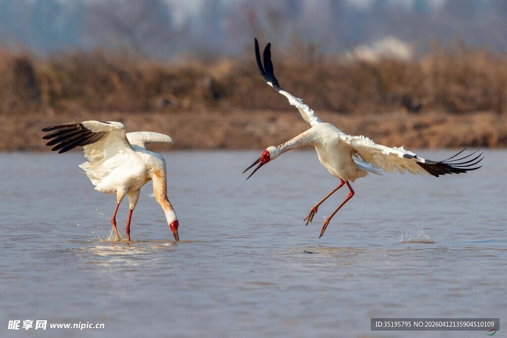 白鹳于水中嬉戏
