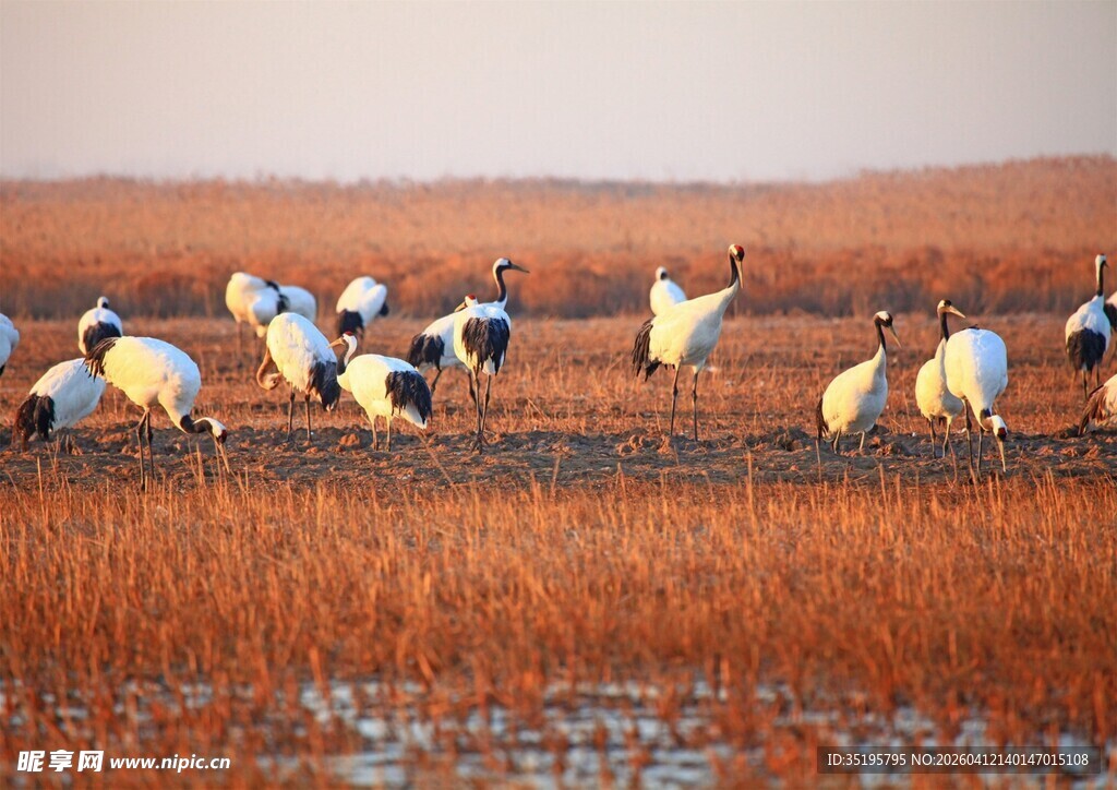 湿地中的群鹤觅食景象