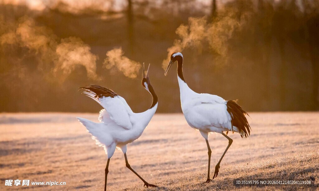 夕阳下双鹤起舞