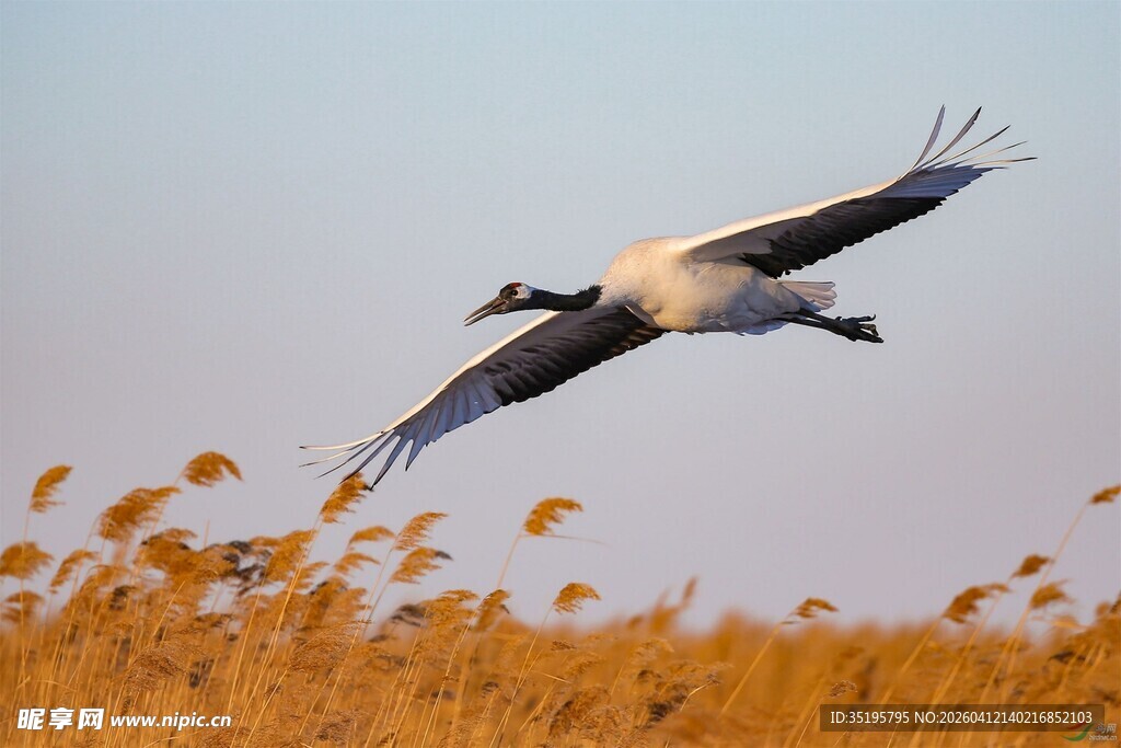 飞翔的鹤于金黄田野之上