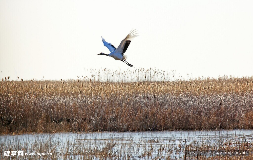 湿地飞鸟展翅翱翔
